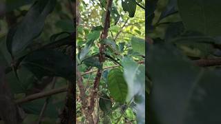 A swarm of woodboring beetles மொய்க்கும் வண்டு கூட்டம் crawling beetle shorts [upl. by White13]