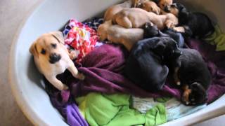 Rescue pups  Mixed breed mutt puppies  6 weeks old [upl. by Cameron205]