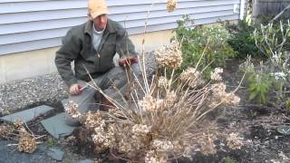 Pruning Endless Summer hydrangea in the Spring by LandscapeConsultationcom [upl. by Dronski]