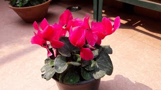 Cyclamen  Beautiful Winter Flowers  How to Grow and Care Cyclamen [upl. by Vanthe]