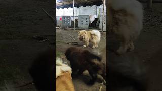 Chow chows playing  Chowchow dog  sri Lakshmi kennels Hyderabad chowchow shorts trending viral [upl. by Piscatelli]