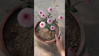 I planted Zinnia flower plant 🌸🪴floweringplants viralshortvideo subscribe [upl. by Sackville]