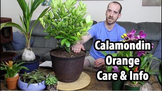 Calamondin Orange Care and Information × Citrofortunella mitis [upl. by Rozanne]