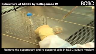 Subculture of hESCs by Collagenase [upl. by Nylrebmik]