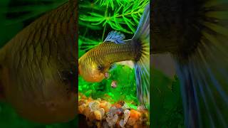 Live breeding Guppy fish guppyfish livebreeding shorts [upl. by Carper]