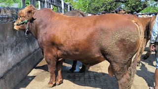 17500 Limousin Super Full Daging Sasi Suro Harga Murah Pasar Kerek [upl. by Mellman]