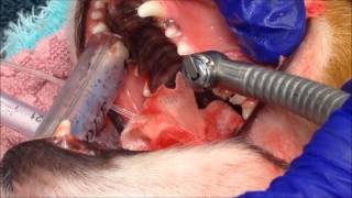 Surgical Tooth Extraction at Poulsbo Animal Clinic [upl. by Karrah]