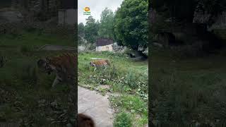 Tiger in Stockholm Sweden shorts kolmården viralshorts short reels [upl. by Nannoc133]