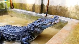 Crocodiles down Hunting Giant Snakehead Fish Just To Eat Crocodiles [upl. by Akemot23]