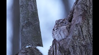 Eastern screechowl calling its mate and responding call backs [upl. by Bonni]