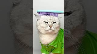 Hairbrush cleaning hack cuddleclawshow lifehacks catchef cats funny foryou [upl. by Alexia]