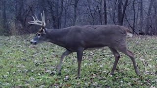 Rut Cruising Food Plot Tips for Bucks [upl. by Eartnoed956]