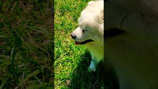 Sibirski samojed ❤️ [upl. by Lily191]