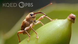 This Weevil Has Puppet Vibes But Drills Like a Power Tool  Deep Look [upl. by Evilo]