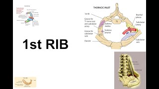 First rib  identification and side determination  Scalene Muscles of the Neck  BD Chaurasia Book [upl. by Adnawat]