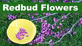 Redbud Flowers How to Pick and Eat [upl. by Hsirk]