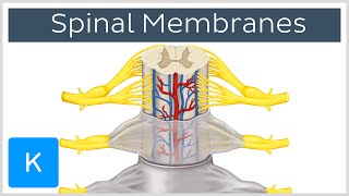 Spinal meninges and nerve roots preview  Human Anatomy  Kenhub [upl. by Enywtna]