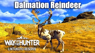 Way Of The Hunter  Dalmation Reindeer [upl. by Winchell]