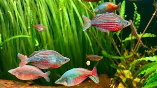 Rainbow Fish  Glossolepis Dorityi [upl. by Ledba645]