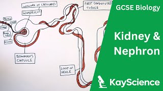 The Kidney amp Nephron  GCSE Biology  kaysciencecom [upl. by Akilegna322]