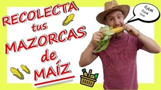 💥Cómo COSECHAR MAIZ 🌽 a mano✅ RÁPIDO [upl. by Anoif]