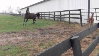 Reedannland  Teaching a foal to follow [upl. by Ehpotsirhc]