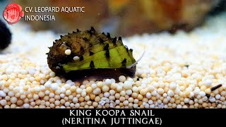 Neritina Juttingae The MAGNIFICENT King Koopa Snail Leopard Aquatic W034A [upl. by Winchell]