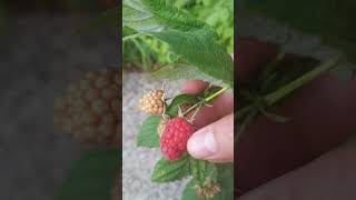 The first raspberry to grow on the bush plants berries [upl. by Penoyer]