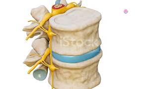 Signal Transmission and Analysis in the Dorsal Column Medial Lemniscus System [upl. by Lletnwahs410]