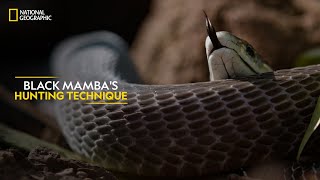 Black Mambas Hunting Technique  Legends of Venom  हिन्दी  National Geographic [upl. by Nodnal251]