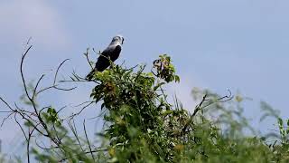 黑翅鳶  Blackwinged Kite  Elanus caeruleus [upl. by Yatnuahs]