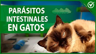 🐱 Parásitos Intestinales en Gatos  Causas Síntomas y Tratamiento 🐱🤮 [upl. by Bang925]