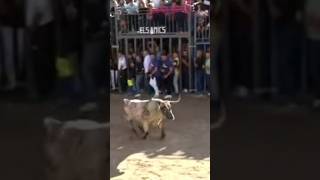 FERIA TAURINA ONDA COMUNIDAD VALENCIANA 🇪🇸🐂 toros feria feriataurina POPULAR FIESTA Y TRADICIÓN 🐂 [upl. by Esinal519]