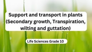 Support and transport in plants Secondary growth Transpiration wilting and guttation [upl. by Haianeb]