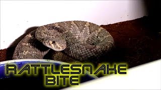 New rattlesnake morph Never been seen before Western diamondback [upl. by Sorkin284]