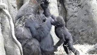 6Nana and cute baby gorilla KomomoNana is not Komomos motherナナおばちゃんとコモモ。 [upl. by Kauffmann]