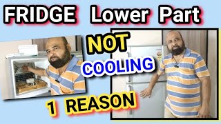 Double Door Fridge Lower Part Not Cooling [upl. by Zavala]