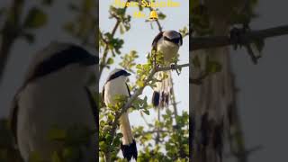 The leopardess animals birds forest trending funny shorts [upl. by Yelak]