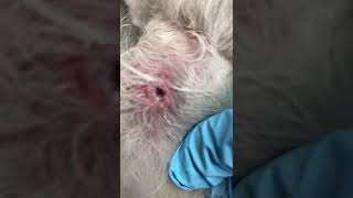 Pimple popping cyst blackhead dog grooming [upl. by York]