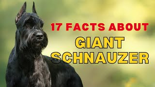 99 of Giant Schnauzer Dog Breed Owners Dont Know  Giant Schnauzer Facts  Giant Schnauzer Video [upl. by Leimaj323]