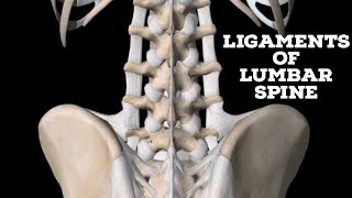 Ligaments of lumbar spine [upl. by Janaya80]