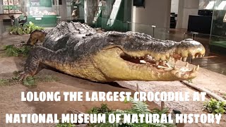 Lolong The Largest Crocodile  National Museum Of Natural History [upl. by Eet]