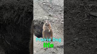 prairiedogs animal rodents mammals Black Tailed Prairie dog life [upl. by Alaek750]