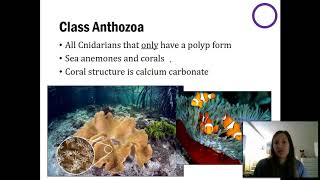 Sponges amp Cnidarians  Part 2 [upl. by Weingarten]