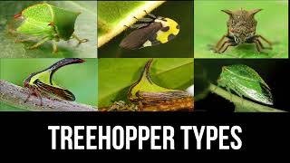 Treehoppers types  treehopper [upl. by Federico38]