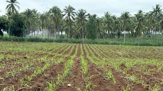 Sugarcane Variety 272  1 month after planting [upl. by Weinman]