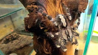 Как охотится и ест древесный птицеед Poecilotheria regalis  Tarantula feeding [upl. by Lysander224]