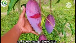 red ivory mango plant available all over India wholesale suppliers contact number8001003419 [upl. by Nuawd239]