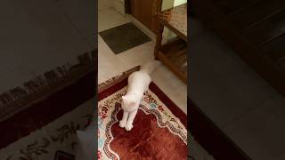 shortvideo catbreed catbehavior lioncat youtube [upl. by Matta]