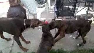 boxer and dobermann tug of war  who wins [upl. by Amjan]